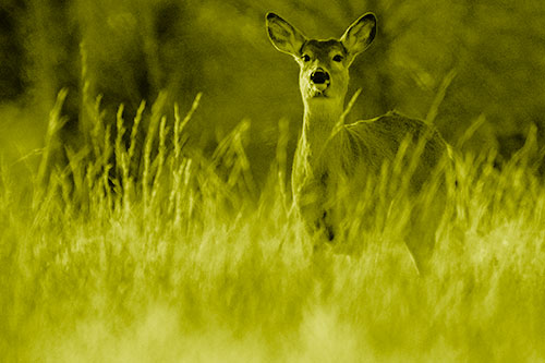 White Tailed Deer Stares Behind Feather Reed Grass (Yellow Shade Photo)