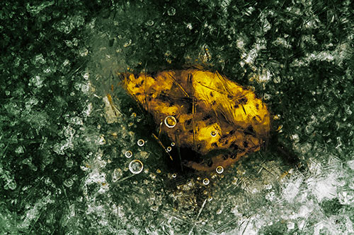 Bubble Eyed Leaf Face Frozen Beneath River Ice (Yellow Tint Photo)