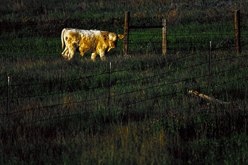 Cow Glances Sideways Beside Barbed Wire Fence (Yellow Tint Photo)