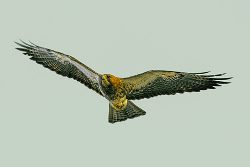 Flying Rough Legged Hawk Patrolling Sky (Yellow Tint Photo)