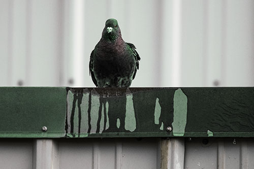 Glaring Pigeon Keeping Watch Along Steel Roof Edge (Yellow Tint Photo)