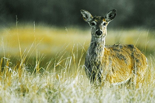 Motionless White Tailed Deer Watches Among Tall Grass (Yellow Tint Photo)