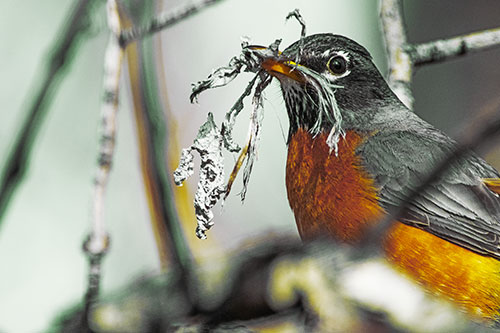 Mouthful American Robin Collecting Nest Straw (Yellow Tint Photo)