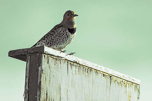 Northern Flicker Woodpecker Keeping Watch Atop Birdhouse (Yellow Tint Photo)