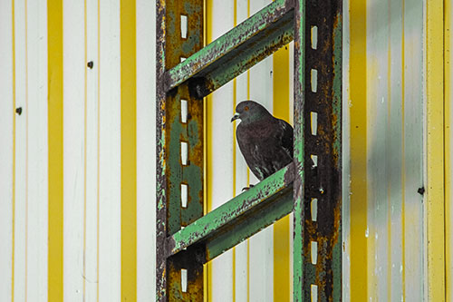 Rusted Ladder Pigeon Keeping Watch (Yellow Tint Photo)
