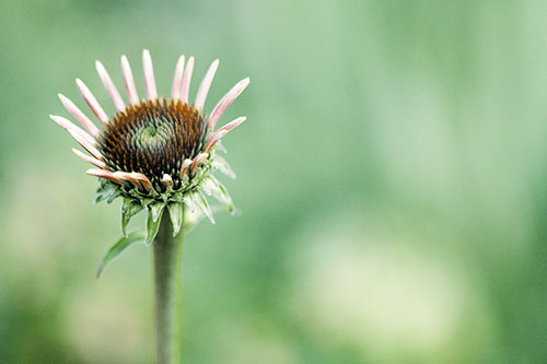 Sprouting Coneflower Taking Shape (Yellow Tint Photo)