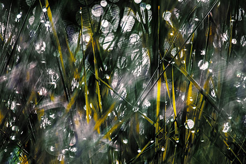 Sunlight Sparkles Burst Through Dewy Grass (Yellow Tint Photo)