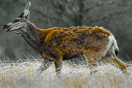 Tense Faced Mule Deer Wanders Among Blowing Grass (Yellow Tint Photo)