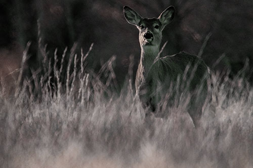White Tailed Deer Stares Behind Feather Reed Grass (Yellow Tint Photo)