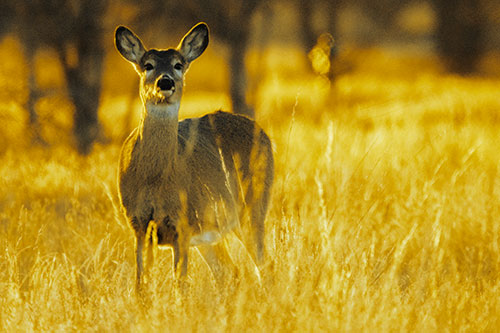 White Tailed Deer Watches With Anticipation (Yellow Tint Photo)