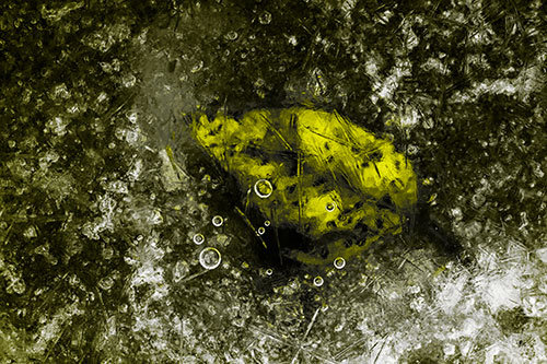 Bubble Eyed Leaf Face Frozen Beneath River Ice (Yellow Tone Photo)