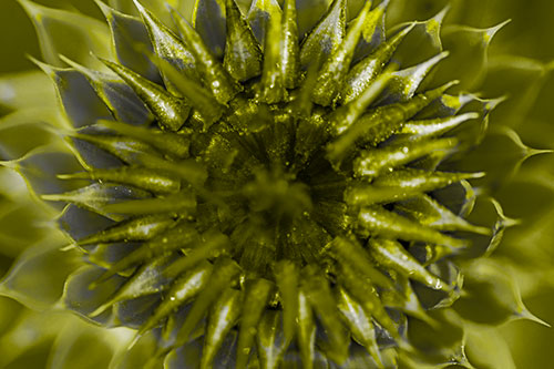 Dew Drops Cover Blooming Thistle Head (Yellow Tone Photo)