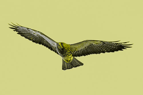 Flying Rough Legged Hawk Patrolling Sky (Yellow Tone Photo)