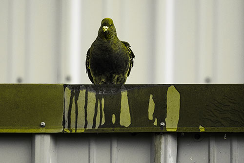 Glaring Pigeon Keeping Watch Along Steel Roof Edge (Yellow Tone Photo)