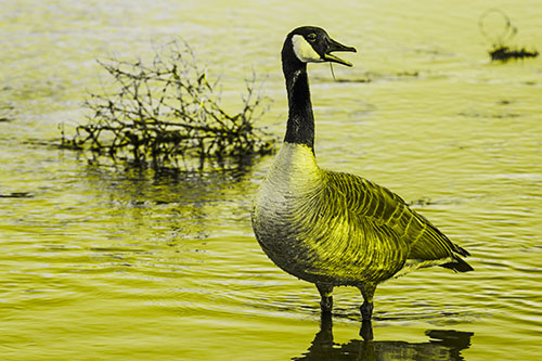 Grass Blade Dangling From Honking Canadian Goose Beak (Yellow Tone Photo)