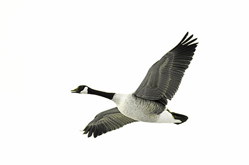 Honking Goose Soaring The Sky (Yellow Tone Photo)