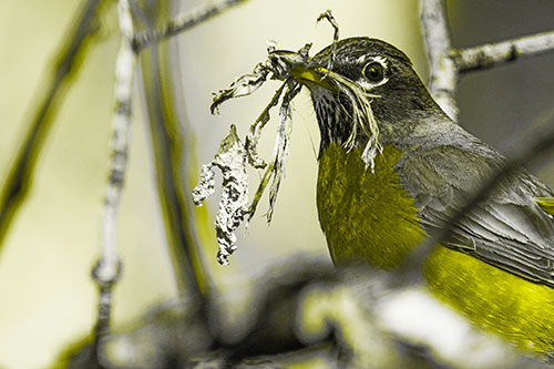 Mouthful American Robin Collecting Nest Straw (Yellow Tone Photo)