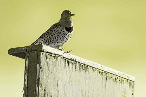 Northern Flicker Woodpecker Keeping Watch Atop Birdhouse (Yellow Tone Photo)