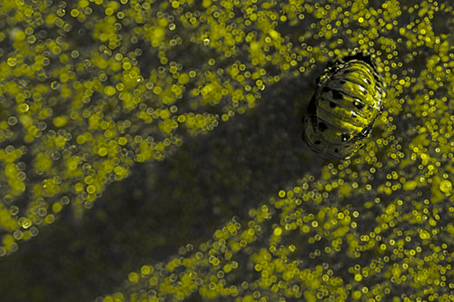 Pupa Convergent Lady Beetle Casts Shadow Among Sparkles (Yellow Tone Photo)