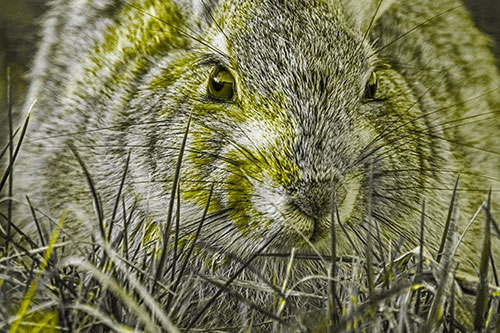 Resting Bunny Rabbit Watches Closely Among Grass Blades (Yellow Tone Photo)