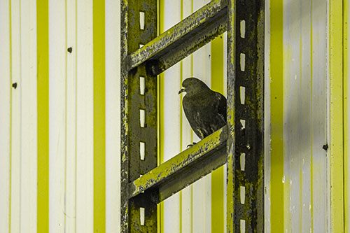 Rusted Ladder Pigeon Keeping Watch (Yellow Tone Photo)