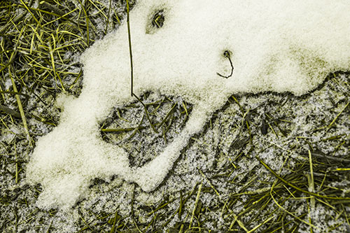 Screaming Stick Eyed Snow Face Among Grass (Yellow Tone Photo)