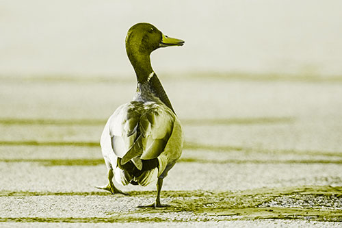 Smiling Mallard Duck Walking Down Sidewalk (Yellow Tone Photo)