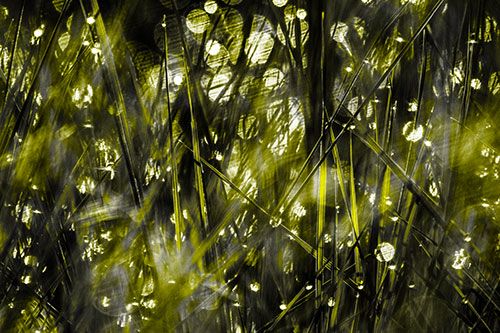 Sunlight Sparkles Burst Through Dewy Grass (Yellow Tone Photo)