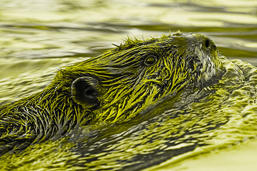 Swimming Beaver Keeping Head Above Water (Yellow Tone Photo)