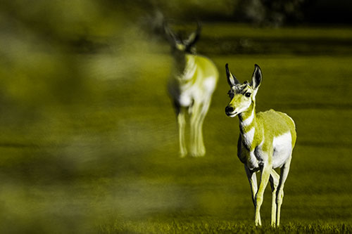 Two Pronghorns Walking Across Freshly Cut Grass (Yellow Tone Photo)