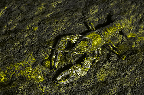 Water Submerged Crayfish Crawling Upstream (Yellow Tone Photo)