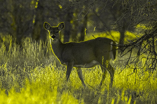 White Tailed Deer Spots Intruder Beside Dead Tree (Yellow Tone Photo)