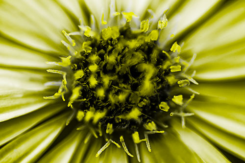 Withering Aster Flower Head (Yellow Tone Photo)
