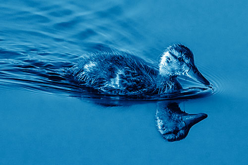Aging Mallard Duckling Swimming Through Calm Water (Blue Shade)