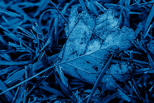 Agony Decaying Leaf Face Suffering Among Grass Blades (Blue Shade)