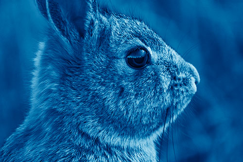 Alert Bunny Rabbit Detects Noise (Blue Shade Photo)