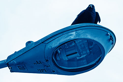 Alert Crow Keeping Watch Atop Light Pole (Blue Shade Photo)