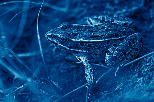 Alert Leopard Frog Prepares To Pounce (Blue Shade Photo)