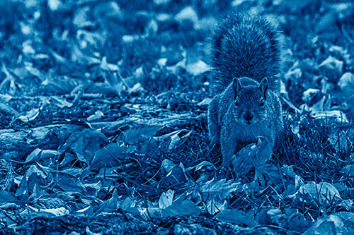 Alert Squirrel Freezes Among Fall Leaves (Blue Shade)