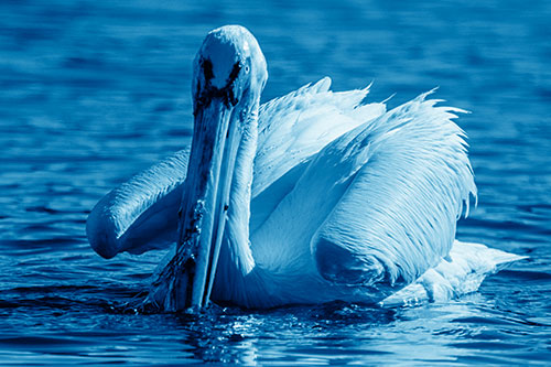 Algae Beaked Pelican Fishes For Salamanders (Blue Shade)