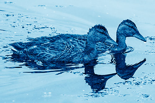 Algae Coated Female Mallard Ducks Swimming In Unison (Blue Shade Photo)