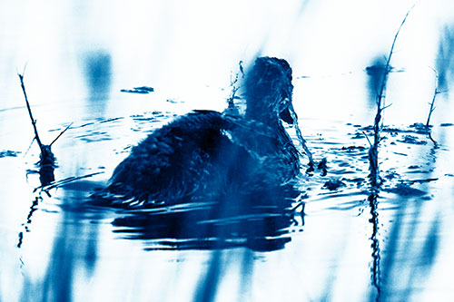 Algae Covered Loch Ness Mallard Monster Duck (Blue Shade Photo)