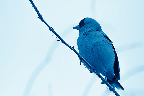 American Goldfinch Perched Along Slanted Branch (Blue Shade Photo)