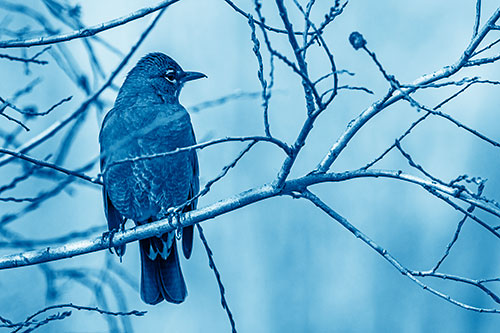 American Robin Looking Sideways Among Twisting Tree Branches (Blue Shade Photo)