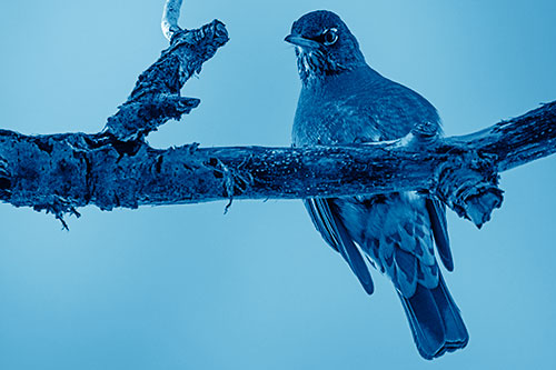 American Robin Perched Along Thick Decomposing Tree Branch (Blue Shade)