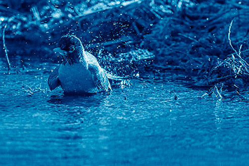 American Robin Splashing River Water (Blue Shade Photo)