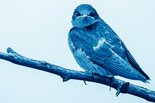 Angry Barn Swallow Looking Backwards (Blue Shade)