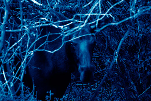 Angry Faced Moose Behind Tree Branches (Blue Shade Photo)