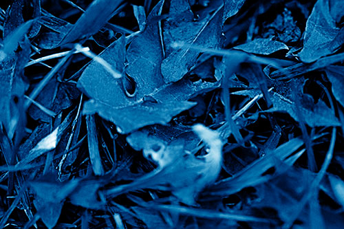 Angry Rotting Triangular Leaf Face (Blue Shade)