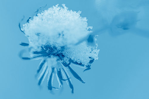 Angry Snow Faced Aster Screaming Among Cold (Blue Shade Photo)